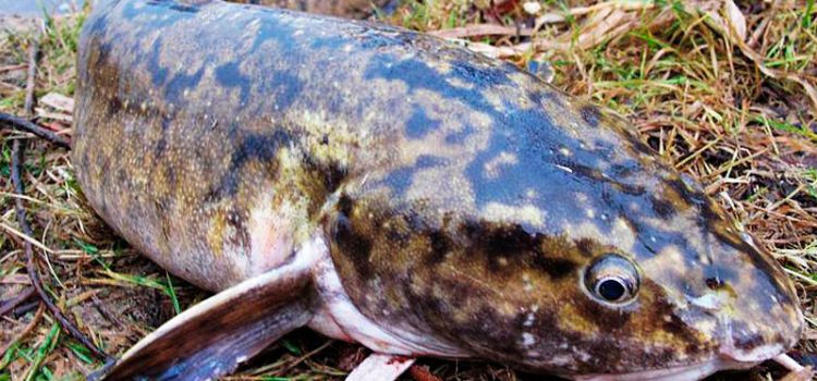 Catching burbot on the Oka in autumn: fishing on the bottom, feeder, bait and bait