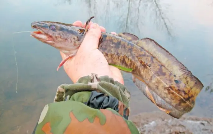 Catching burbot on the Oka in autumn: fishing on the bottom, feeder, bait and bait