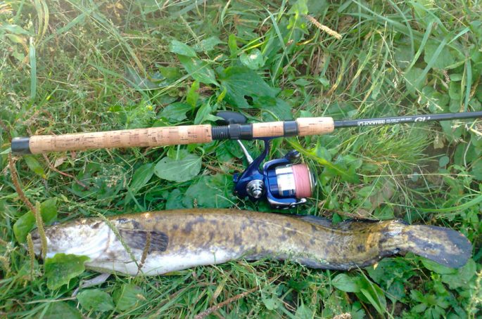 Catching burbot on the Oka in autumn: fishing on the bottom, feeder, bait and bait