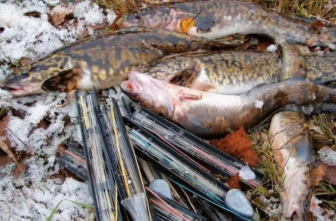 Catching burbot on the Oka in autumn: fishing on the bottom, feeder, bait and bait