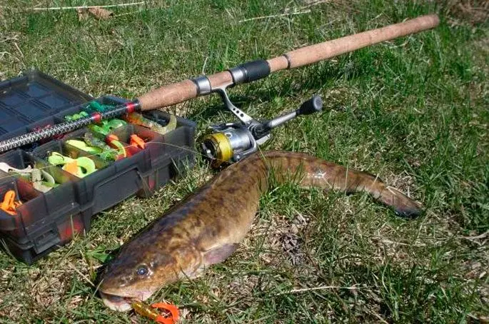 Catching burbot on the Oka in autumn: fishing on the bottom, feeder, bait and bait