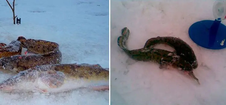 Catching burbot on vents in winter: installing vents, where to catch on the river