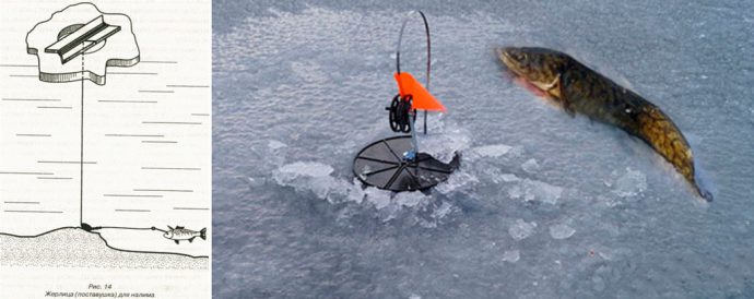 Catching burbot on vents in winter: installing vents, where to catch on the river