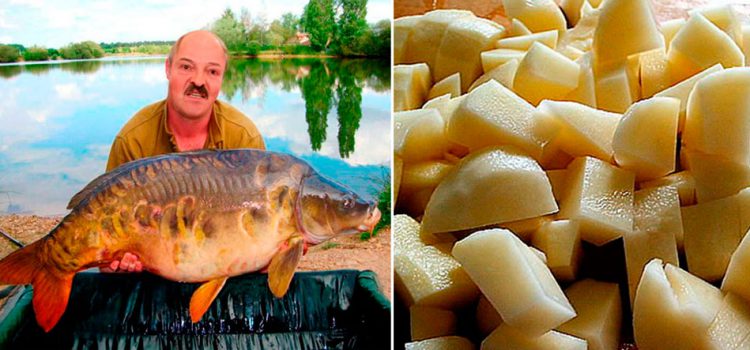 Catching carp for potatoes: preparing potatoes for fishing, gear, fishing techniques