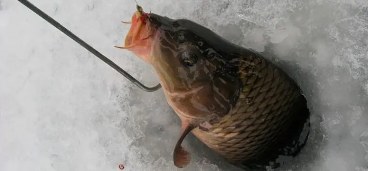 Catching carp in winter from ice: tackle, bait and where to catch