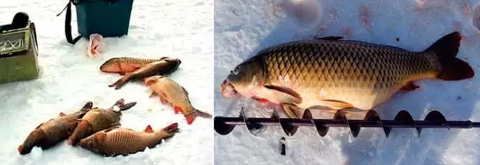 Catching carp in winter from ice: tackle, bait and where to catch