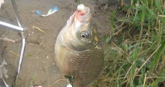 Catching carp on a spring with foam: how to fit the foam