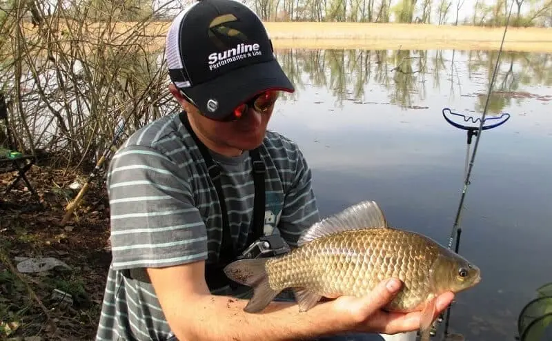 Catching carp on the feeder