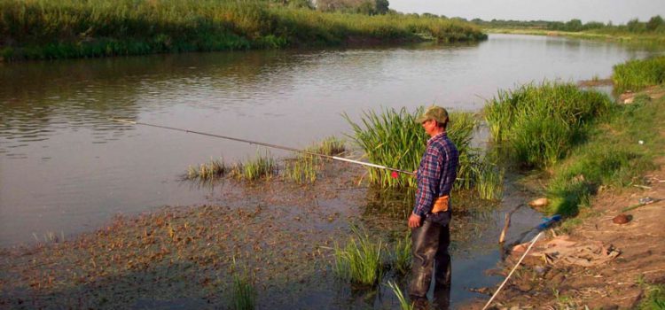 Catching carp on the river: on a float rod and feeder