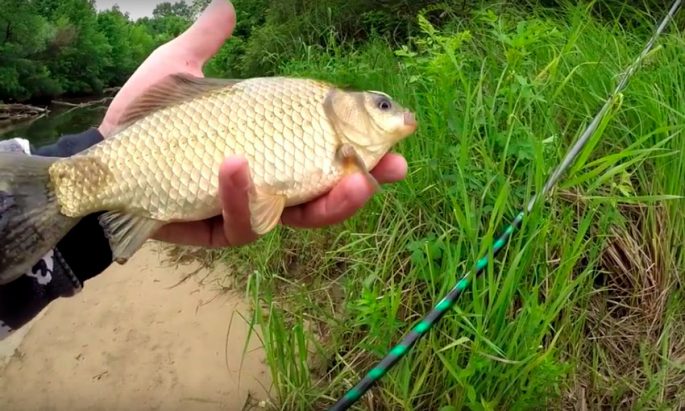 Catching carp on the river: on a float rod and feeder