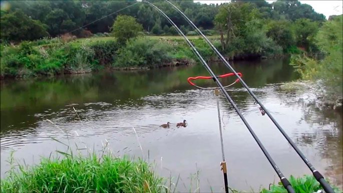 Catching carp on the river: on a float rod and feeder