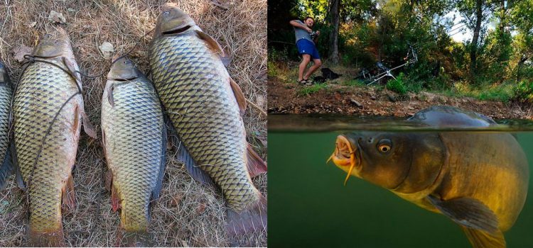 Catching carp: tackle for carp, how to catch carp, bait