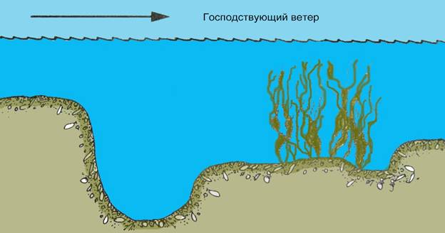 Catching carp: tackle for carp, how to catch carp, bait