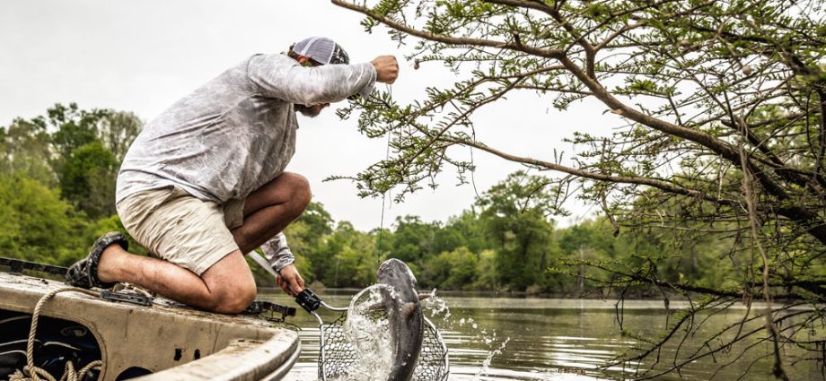 Catching catfish: all about the methods and places for catching fish