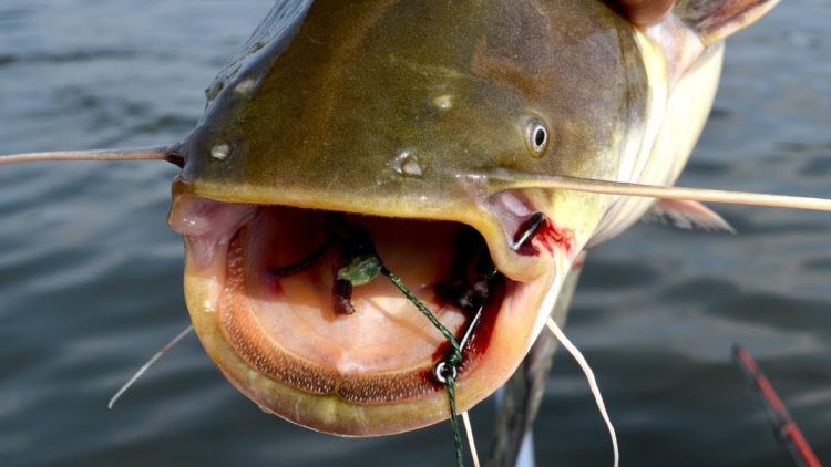 اصطياد سمك السلور في أوقات مختلفة من العام: معالجة ، وتركيب ، وتقنيات وتكتيكات الصيد