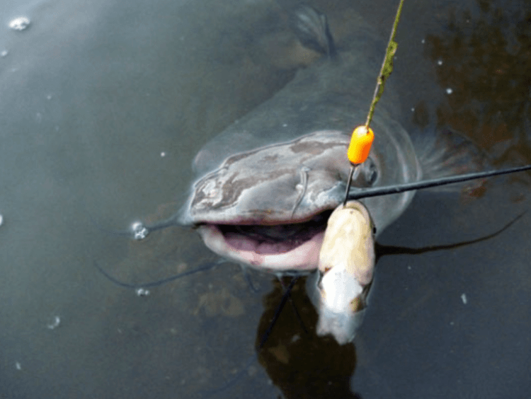 Catching catfish at different times of the year: tackle, installations, fishing techniques and tactics