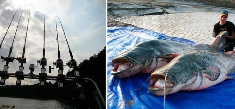 Catching catfish by trolling on wobblers: the choice of gear and fishing technique