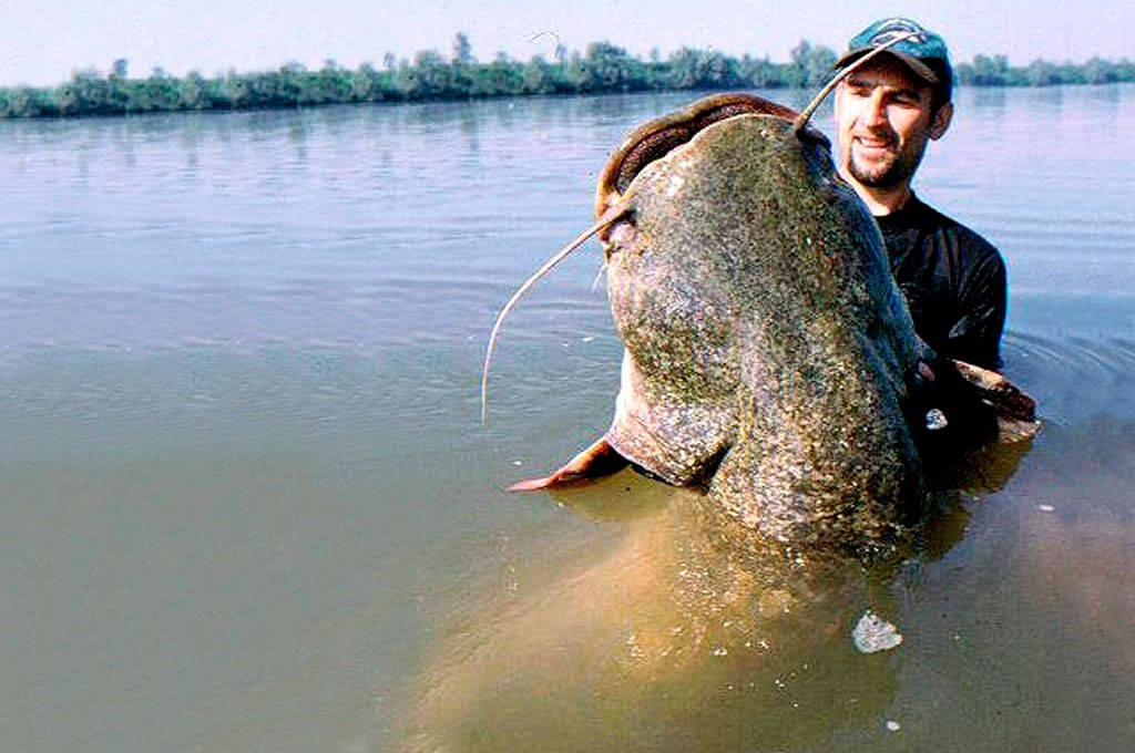 Catching catfish from the shore, choosing a place, tackle and bait