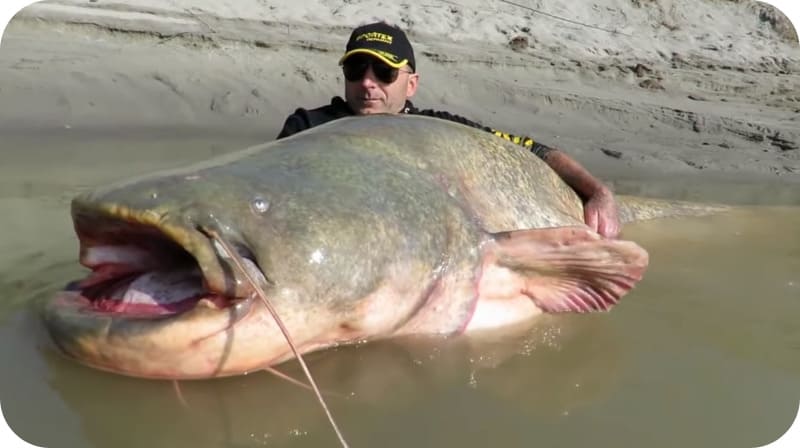 Catching catfish from the shore: the right equipment, the best baits