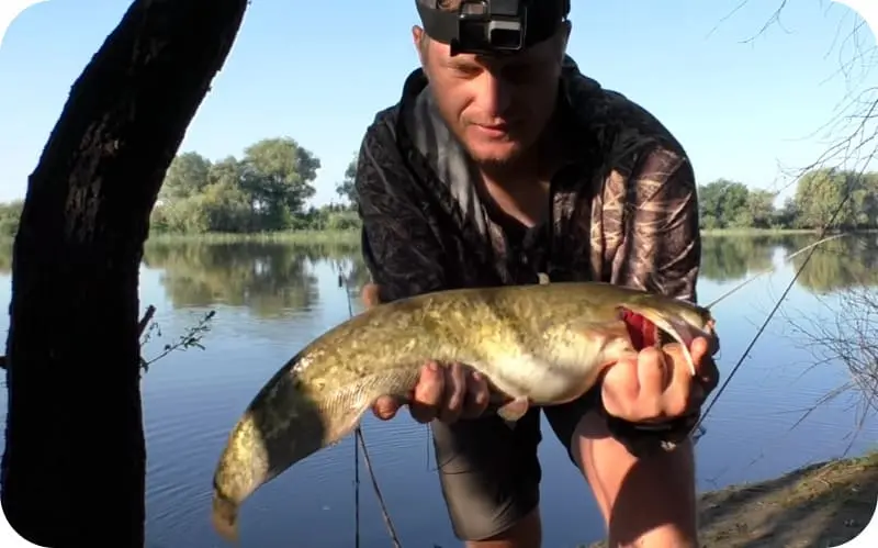 Catching catfish in autumn - September, October, November