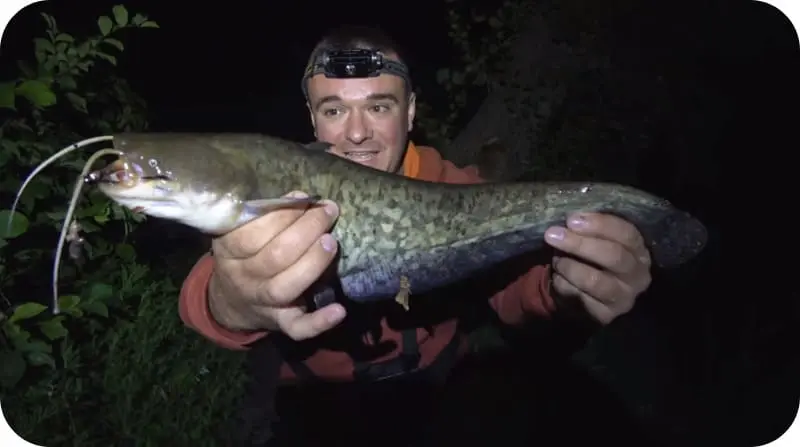 Catching catfish in autumn - September, October, November