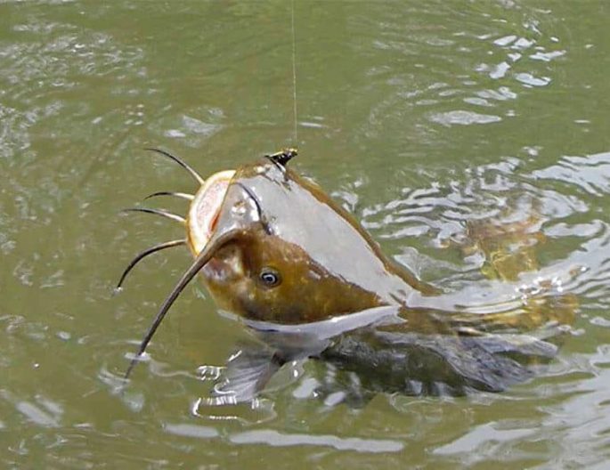 Catching catfish in the spring: on the bottom from the shore, lures, the beginning of biting