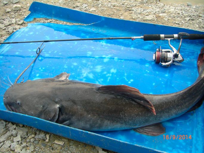 Catching catfish in the spring: on the bottom from the shore, lures, the beginning of biting