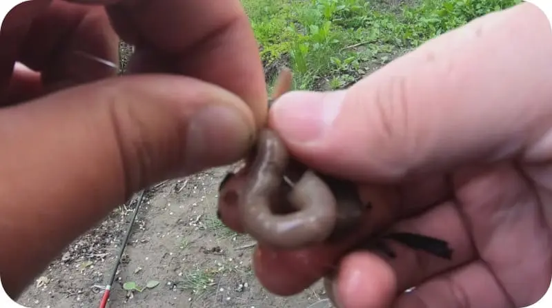 Catching catfish in the summer: the best baits and lures, finding a place