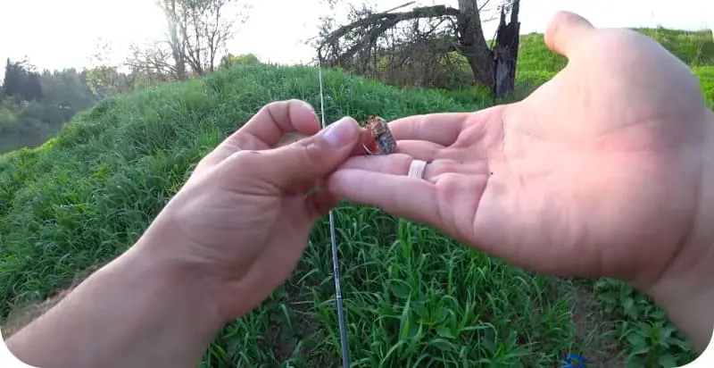 Catching catfish in the summer: the best baits and lures, finding a place