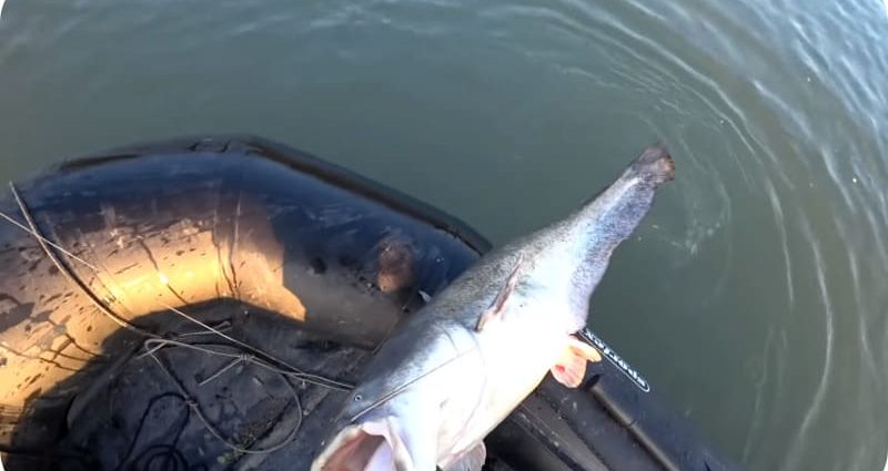 Bir kwok üzerinde yayın balığı yakalamak