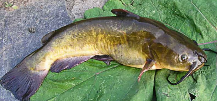 Catching channel catfish, tackle and bait, where and when to catch