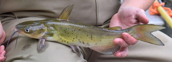 Catching channel catfish, tackle and bait, where and when to catch