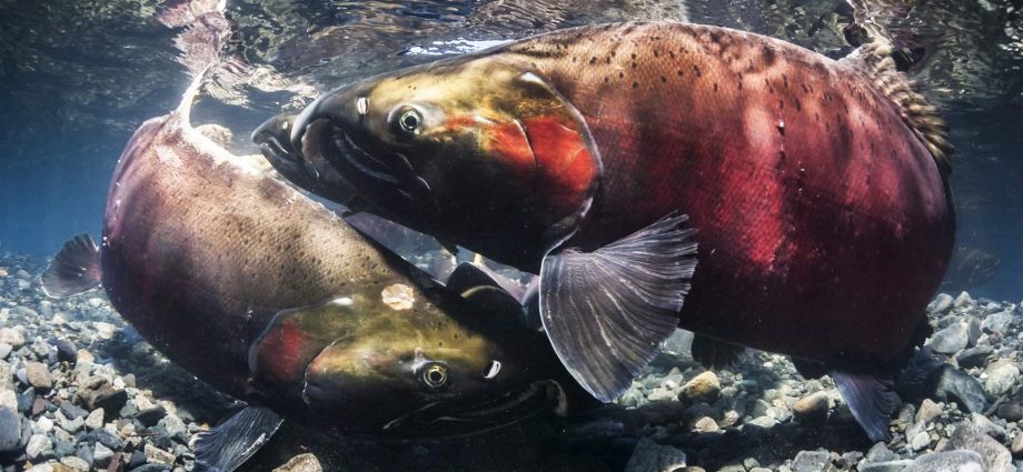 Menangkap ikan coho: deskripsi, foto, dan cara menangkap salmon coho