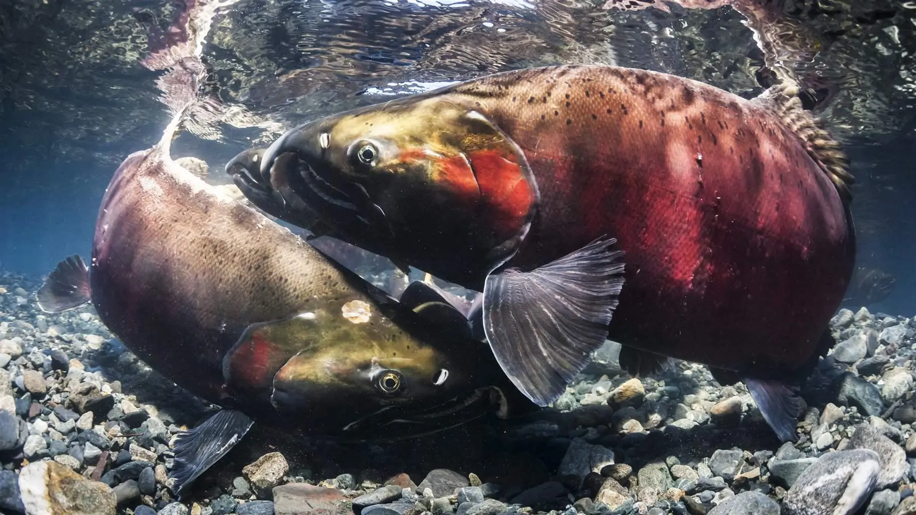 Catching coho fish: description, photo and methods of catching coho salmon