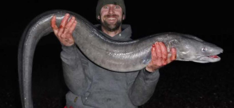 Catching conger eels on spinning: lures, methods and places for catching fish