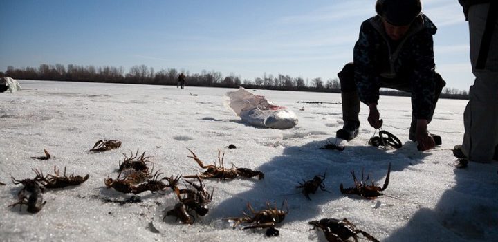 Catching crayfish in winter on a crayfish: fishing technique, bait