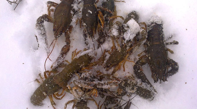 Catching crayfish in winter on a crayfish: fishing technique, bait