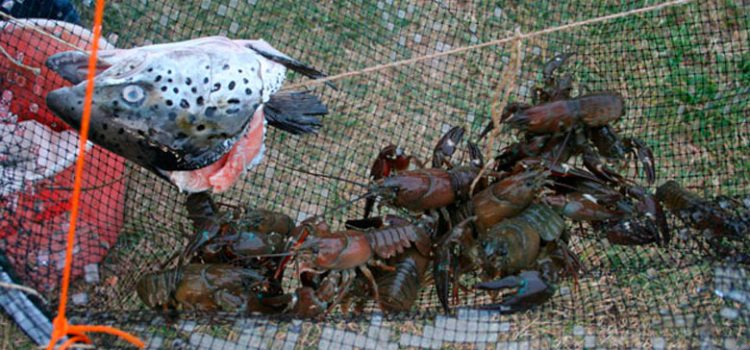Խեցգետին բռնել խեցգետիններով՝ ձկնորսության տեխնիկա, խեցգետնի տեսակներ