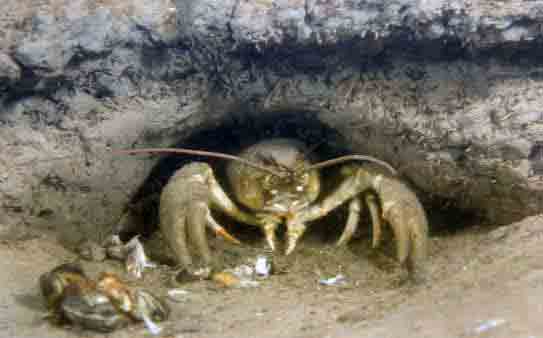 Catching crayfish with crayfish: fishing technique, types of crayfish