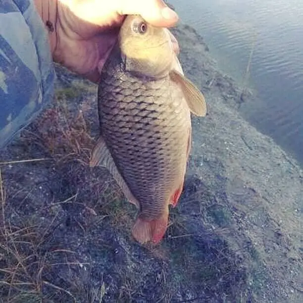 Catching crucian carp