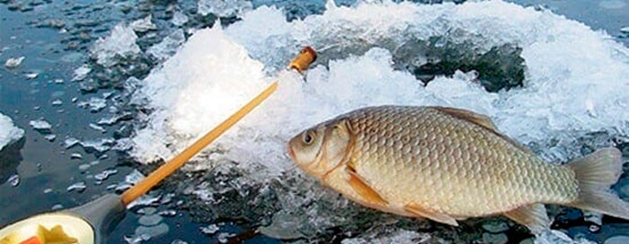 Catching crucian carp from the ice in winter: tackle, bait, crucian mormyshka