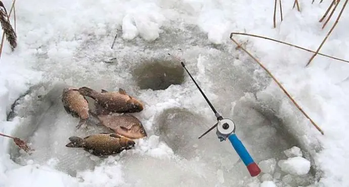 Catching crucian carp from the ice in winter: tackle, bait, crucian mormyshka