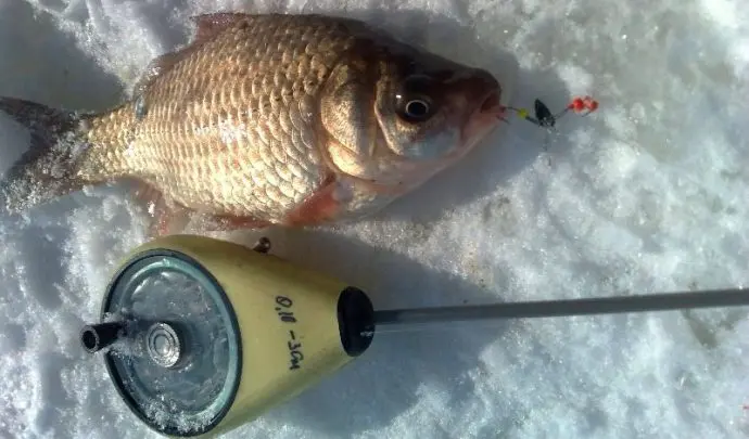 Catching crucian carp from the ice in winter: tackle, bait, crucian mormyshka