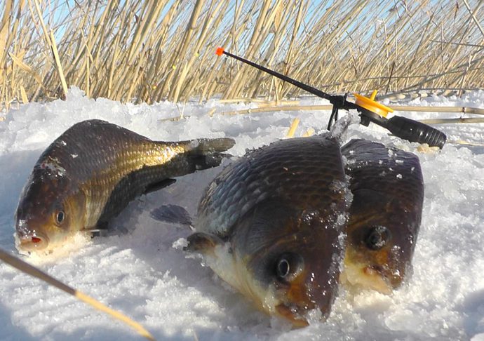 Catching crucian carp from the ice in winter: tackle, bait, crucian mormyshka