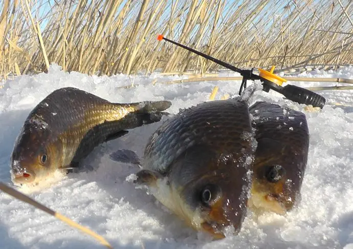 Catching crucian carp from the ice in winter: tackle, bait, crucian mormyshka