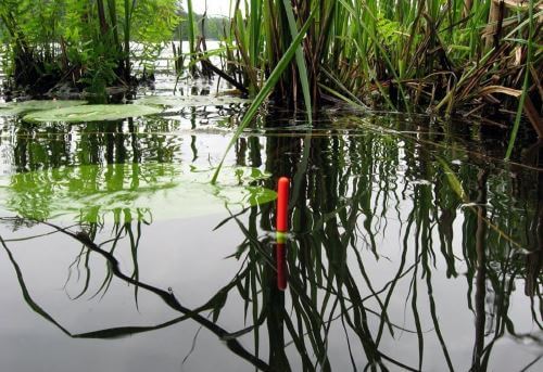 Catching crucian carp in the fall on a float rod, bait and biting time