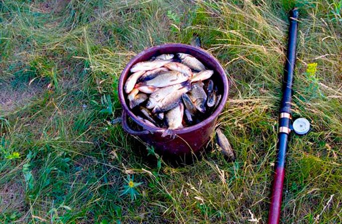 Catching crucian carp in the fall on a float rod, bait and biting time