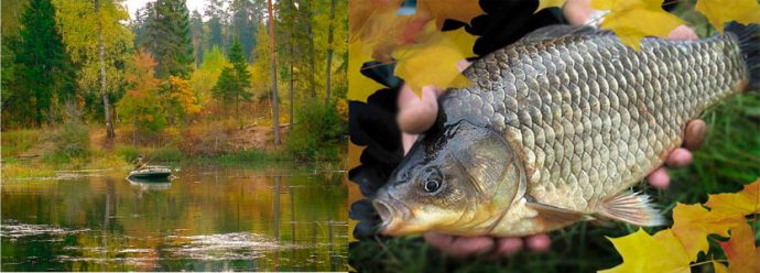 Catching crucian carp in the fall on a float rod, bait and biting time