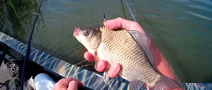 Catching crucian carp in the spring on a float rod, where to catch and what