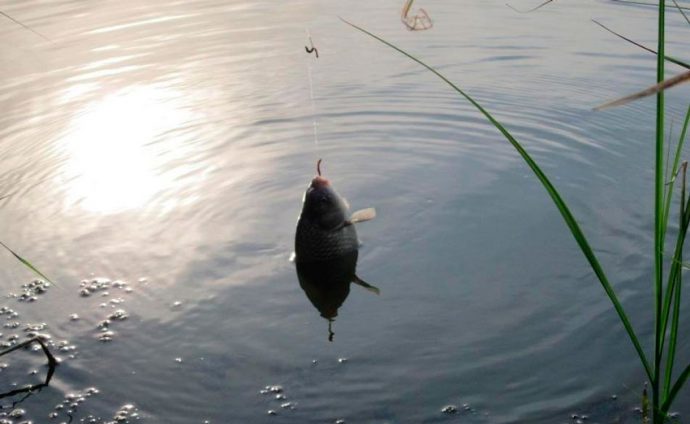 Catching crucian carp in the spring on a float rod, where to catch and what